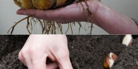 Kdy zasadit lilie na podzim v otevřeném terénu?